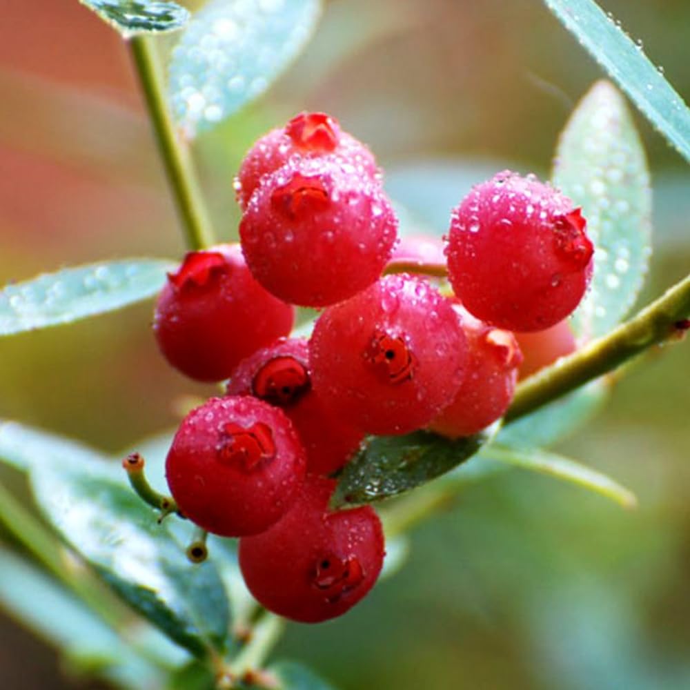 2 Blueberry Bushes Live Plant, 4-6'' Tall Well Rooted Plant, Sweet, High-Yielding, Hardy Blueberries for Garden or Containers (Pink Lemonade Blueberry)