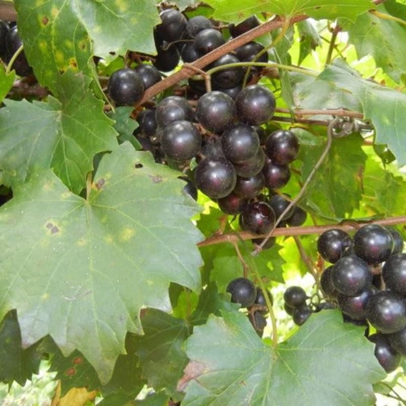 Set of 3 Random Muscadine Grape Plants Live, 4-6" Tall Seedless Grape Vines for Outdoor Planting, Hardy Fruit Plants for Garden and Vineyard