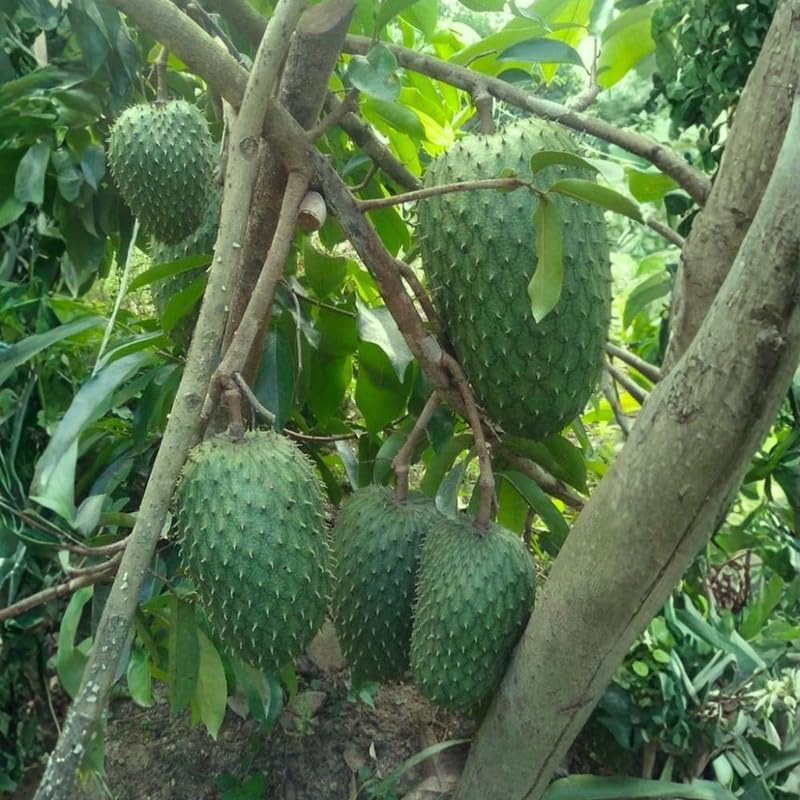 Live Soursop Tree 1 Gallon 24-30 Inch Tall, 1 Gallon Pot Soursop Plant for Planting, Guanabana Tree Outdoor Garden, No Ship to CA