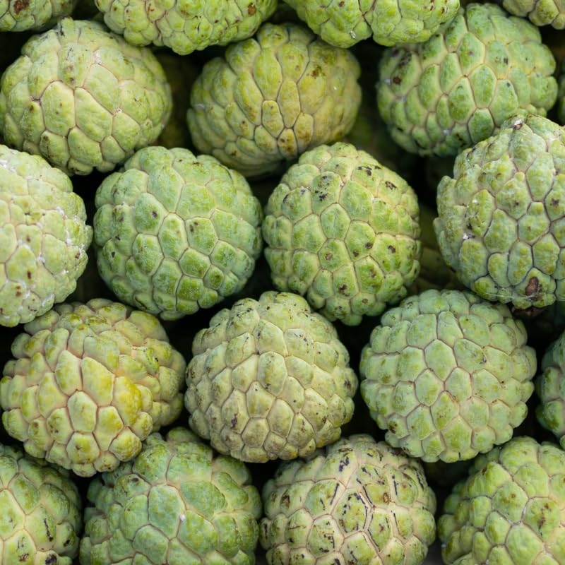 Green Sugar Apple Tree 24-30' Tall in 1 Gallon Pot, Sugar Apple Fruit Tree, Sweet Fruit for Growing, No Ship to CA