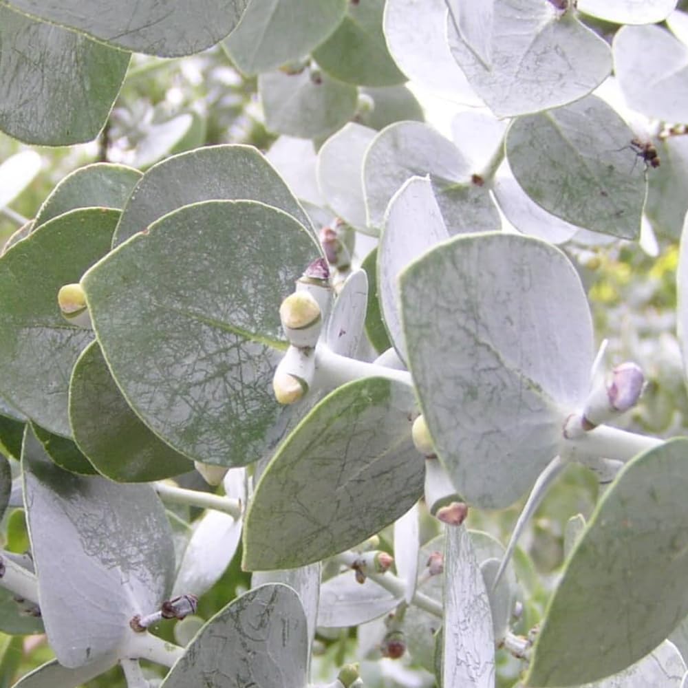 Pack 2 Silver Dollar Eucalyptus Tree, Eucalyptus Plant for Planting from 4 Inches