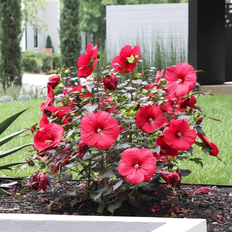 2 Cranberry Hibiscus Plants Live Trees, Very Hardy, Perennial Flower, No Pot, Size 4-6" in Tall, Cold Hardy, Dormant in Winter, Spring Bloom
