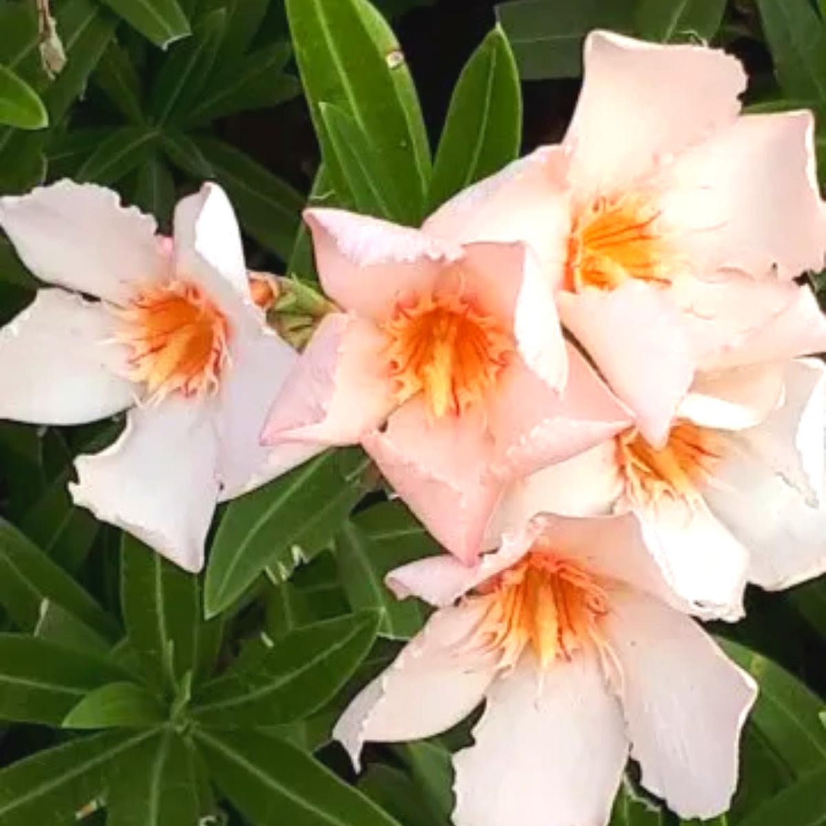 3 Oleander Plants Live, 5 to 8 Inches Long, Tropical Plant Live Shrub, Salmon Oleander Live Plants, Growing Garden