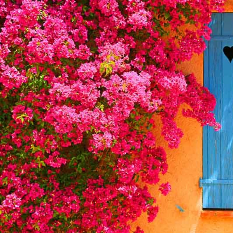 3 Pink Magenta Bougainvillea Plants Live, 4-8” Tall Well-Rooted Bougainvillea Vine Flower Plants, Tropical Climbing Plants, No Pot