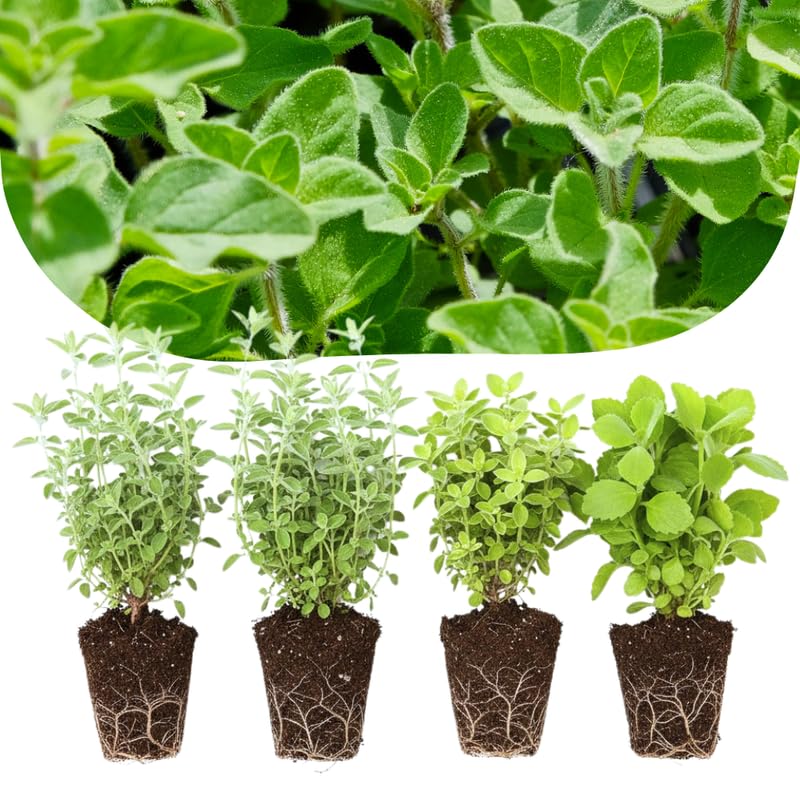 4 Mix Oregano Plants Live, 4-6 Inches Tall, Culinary Herb for Planting Indoor or Outdoor, Greek and Cuban Oregano Mint Plants
