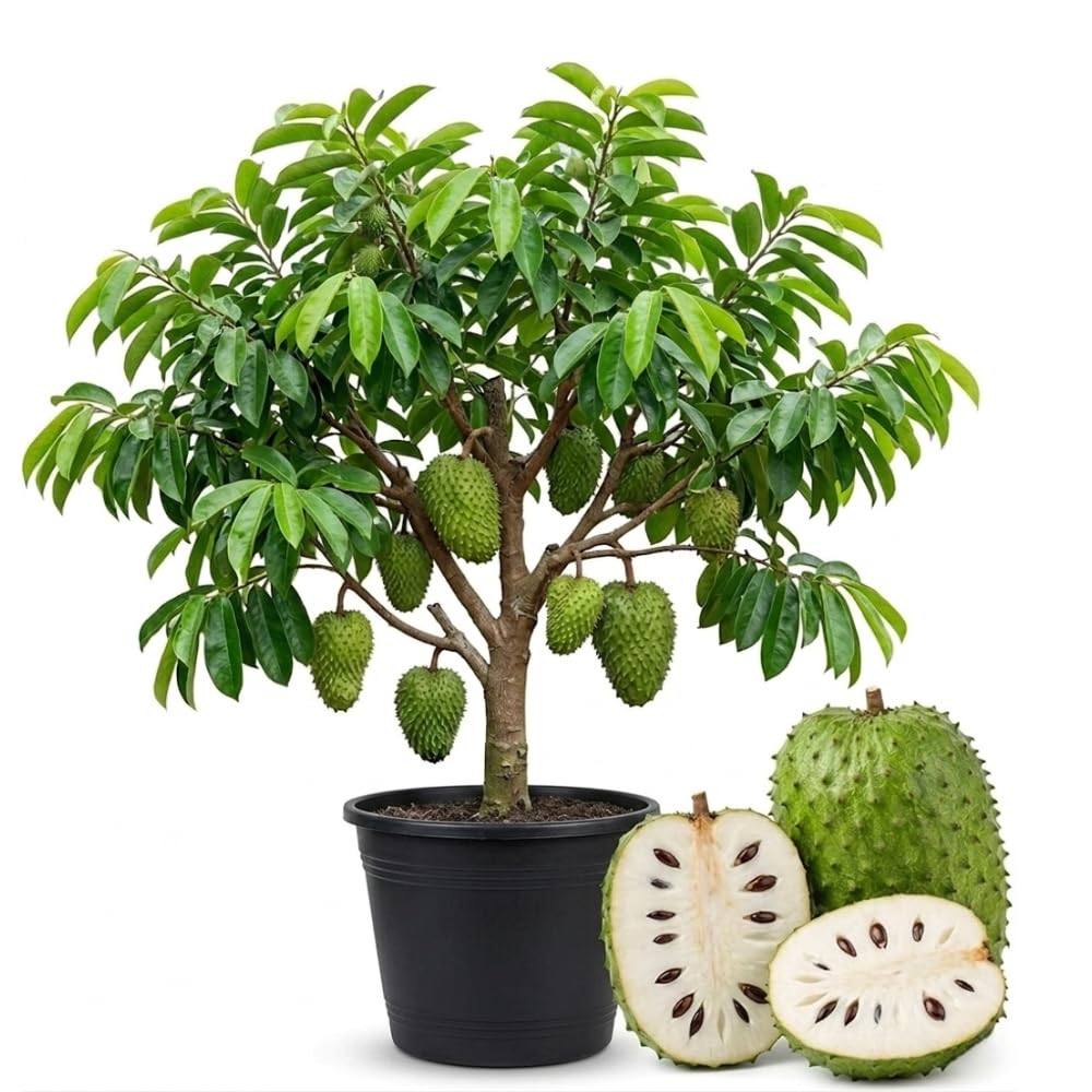 Soursop Live Plant for Planting, Annona Muricata 2-3 Ft Tall, Soursop Guanabana Seedlings, Outdoor Growing, No to CA, Live Plant in 1 Gal Pot