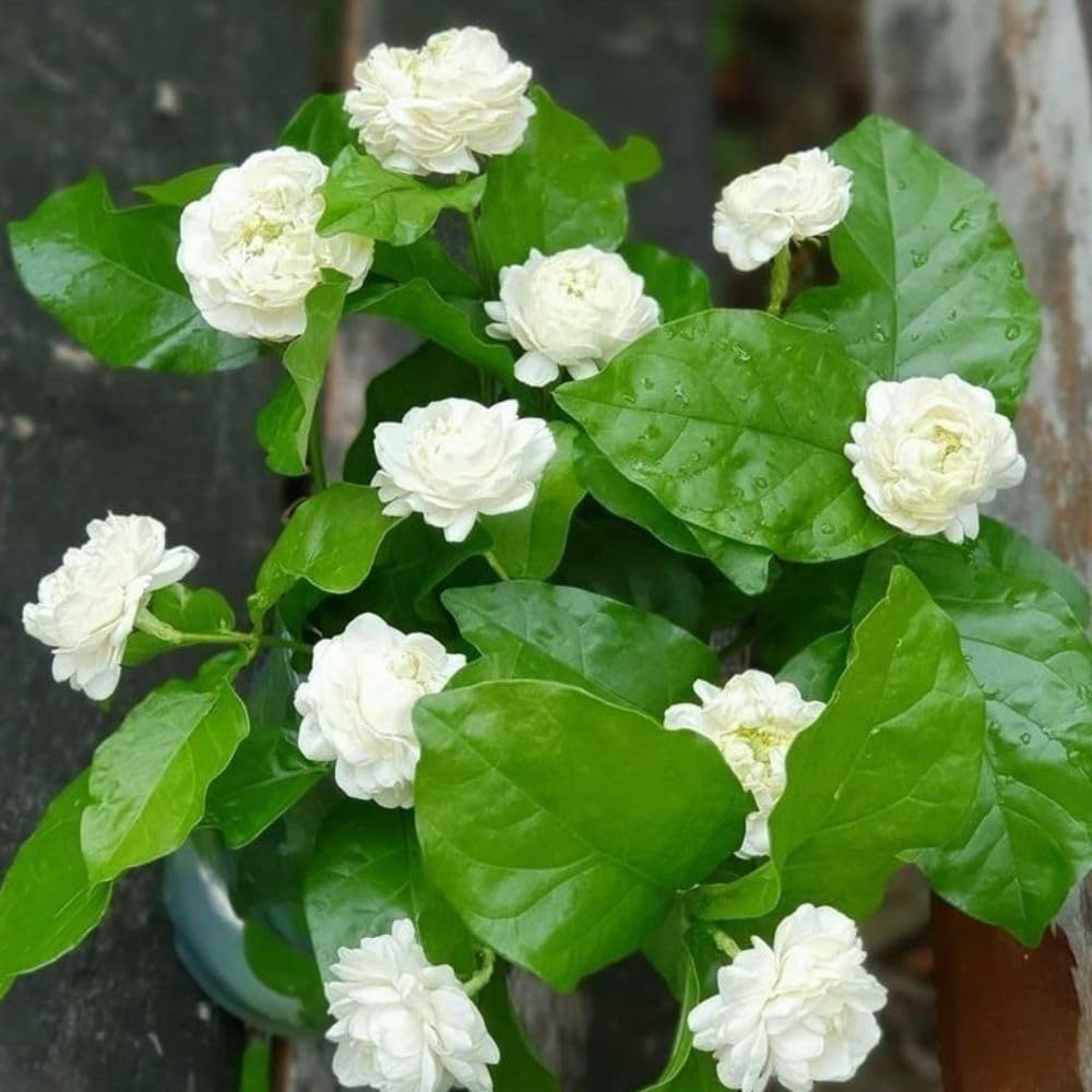 Grand Duke of Tuscany Jasmine Plant 3 Gallon Pot, 2-3ft Tall, Fragant Arabian Jasmine Tree for Garden, No Ship to CA