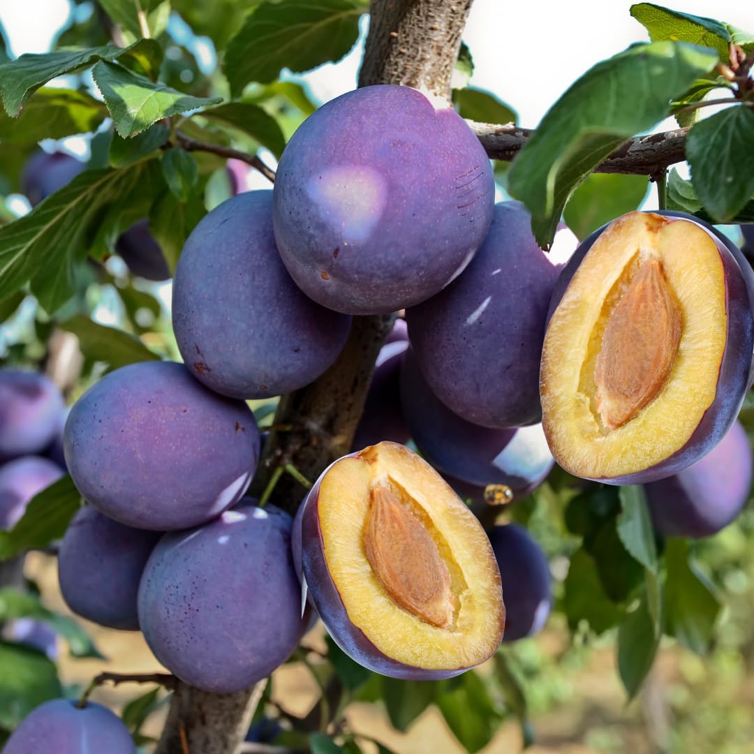 Live Red Purple Plum Tree, Sweet Fruit Tree, Grafted Plum, 3 Feet Tall in 3 Gallon Pot, Ready for Growing, No Ship to CA