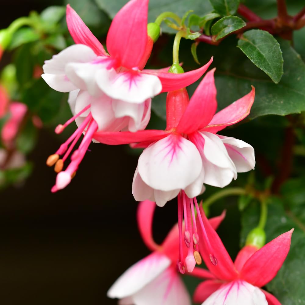 3 Fuchsia Plants Live, 5 to 7 Inc Tall, Red White Fuchsia Flower Plants for Your Garden