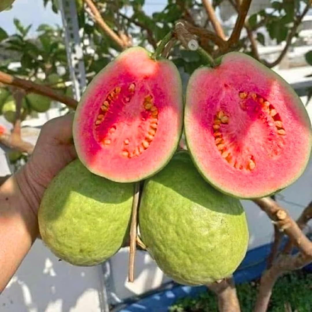 Grafted Ruby Guava Tree Live Plant 3-4 Feet Tall, Ready to Bear Fruit, Tropical Guava Plant Zones 9-11 for Outdoor Spring