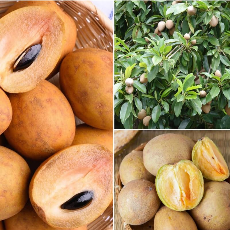 Sapodilla Fruit Tree Live, Garden Ready Tropical Plant for Home and Outdoor Growing, 2-3 Ft Height in 3 Gallon Pot, No Ship to CA
