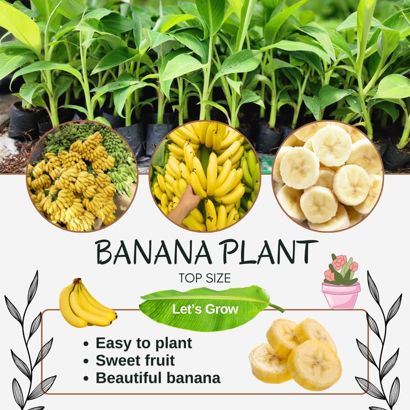 Sweetheart Banana Tree Live Plant, Well Rooted 4-8" Tall, Cold Hardy Tropical Banana Plant Live Well Rooted, Live Banana Fruit