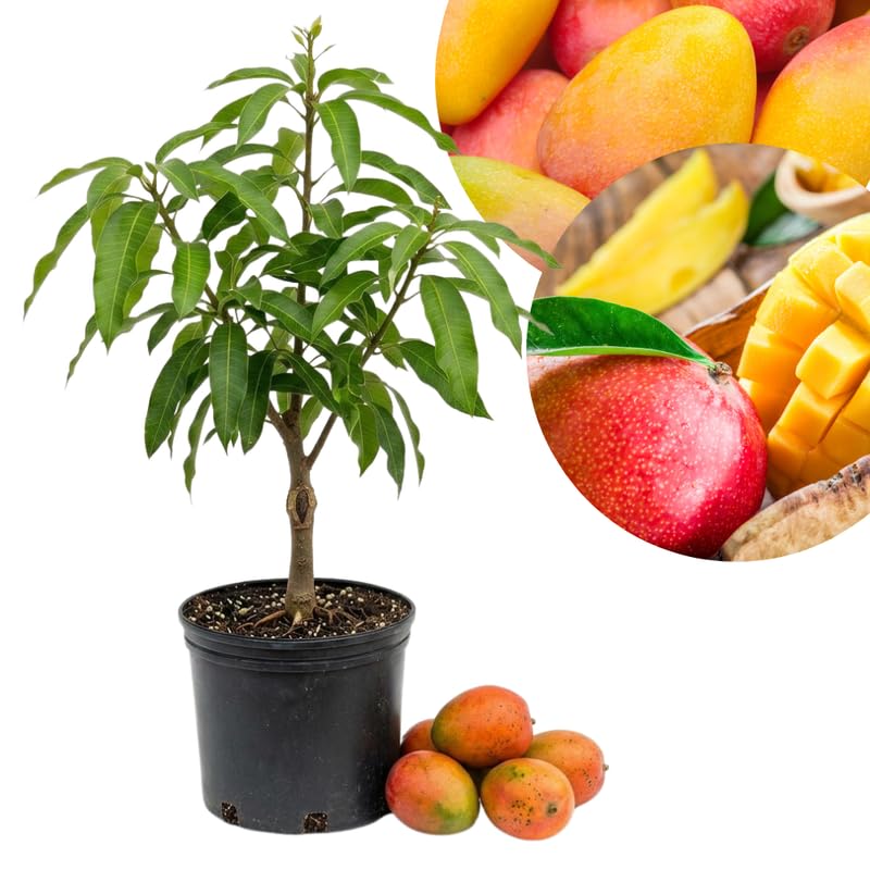 Sweet Yellow Mango Tree Live Plant, Tropical Mango Fruit Tree, Fully Rooted in 3 Gallon Pot, 2 to 3 Feet Tall for Outdoor Gardening, No Ship to CA