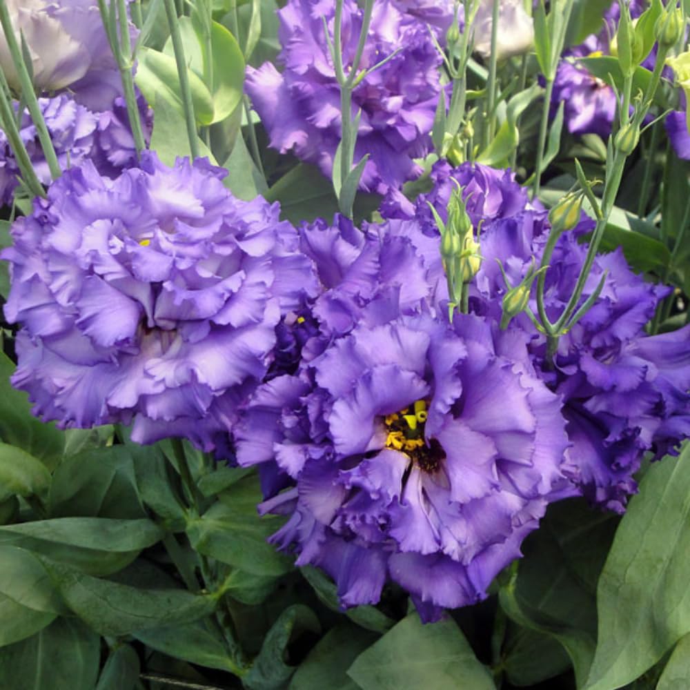 Sets 2 Striking Blue Lisianthus Eustoma Live Plants, Plug Size, Well-Rooted, Texas Bluebell, Thornless Love Rose Plant, Spring to Fall Bloom, 2-4" in Tall Starter