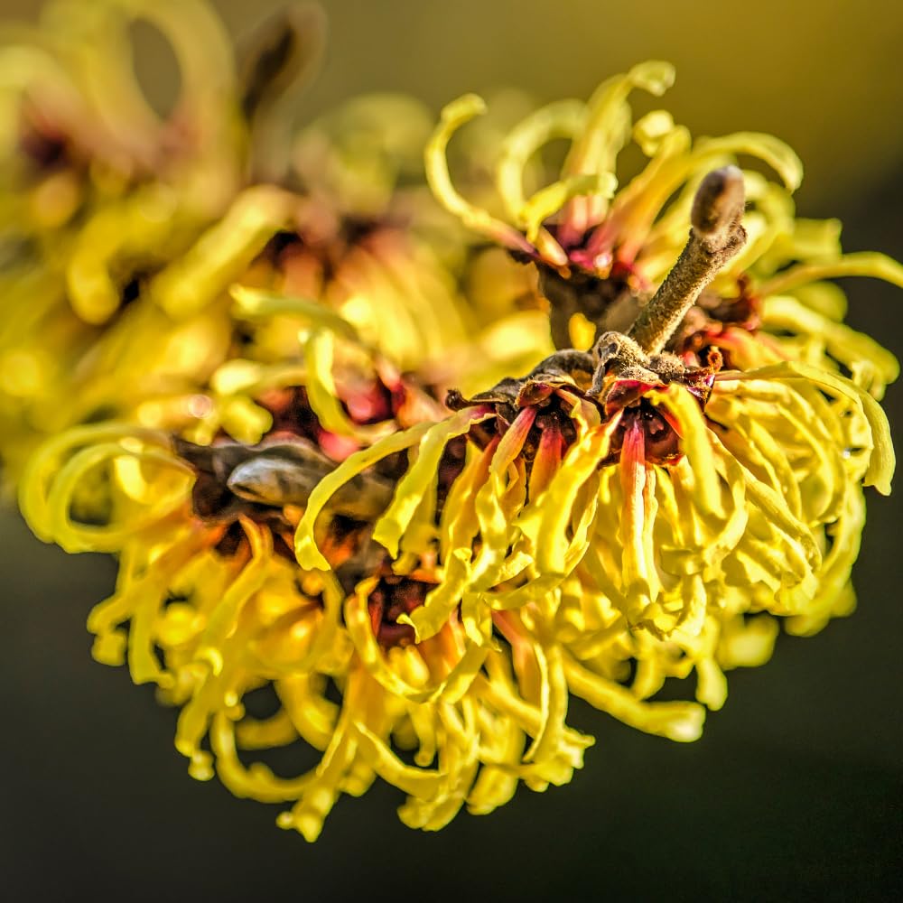 Witch Hazel Plant, Hazel Tree, 2-3 Feet Tall, Fragrant Yellow Blooms, Hardy Outdoor Shrub for Garden and Landscaping