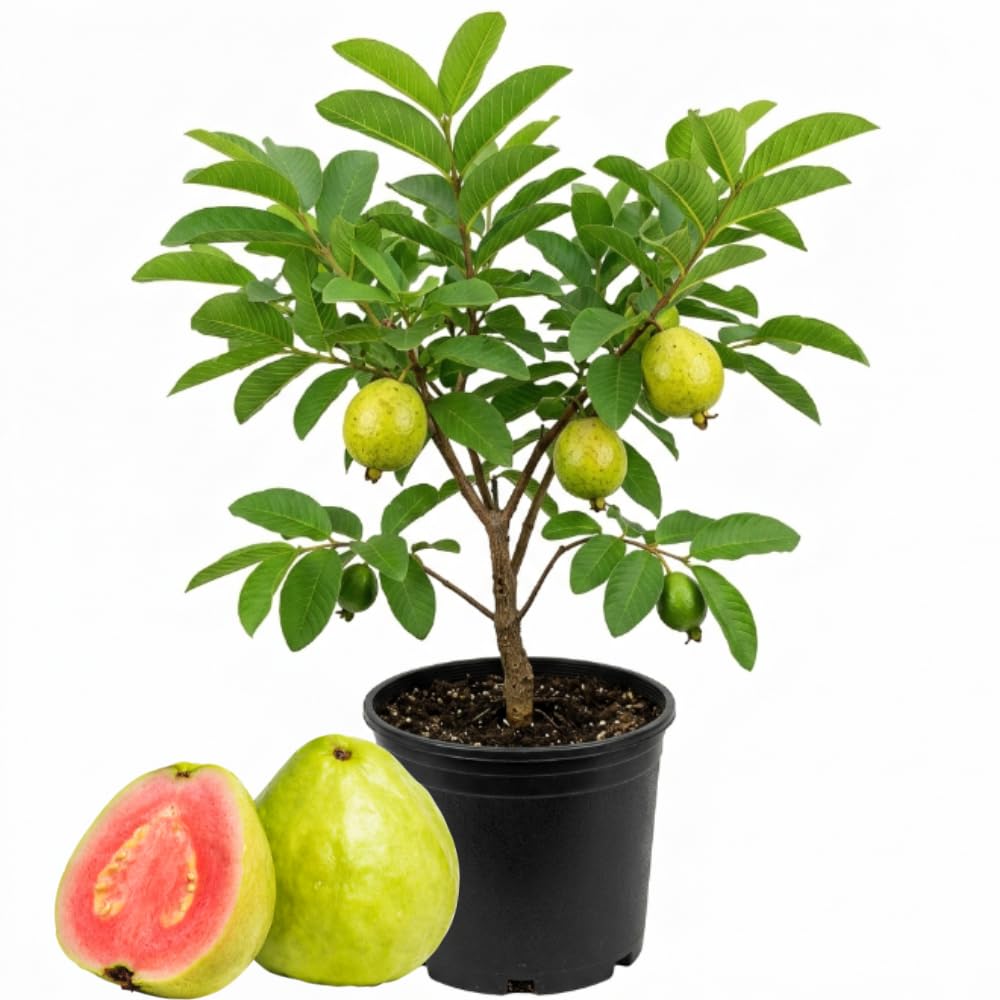 Pink Guava Plant, 3 Gallon, 2-3 Ft Tall Sweet Pink Guava Live Plant Potted, Tropical Fruit Plant, No Ship to CA