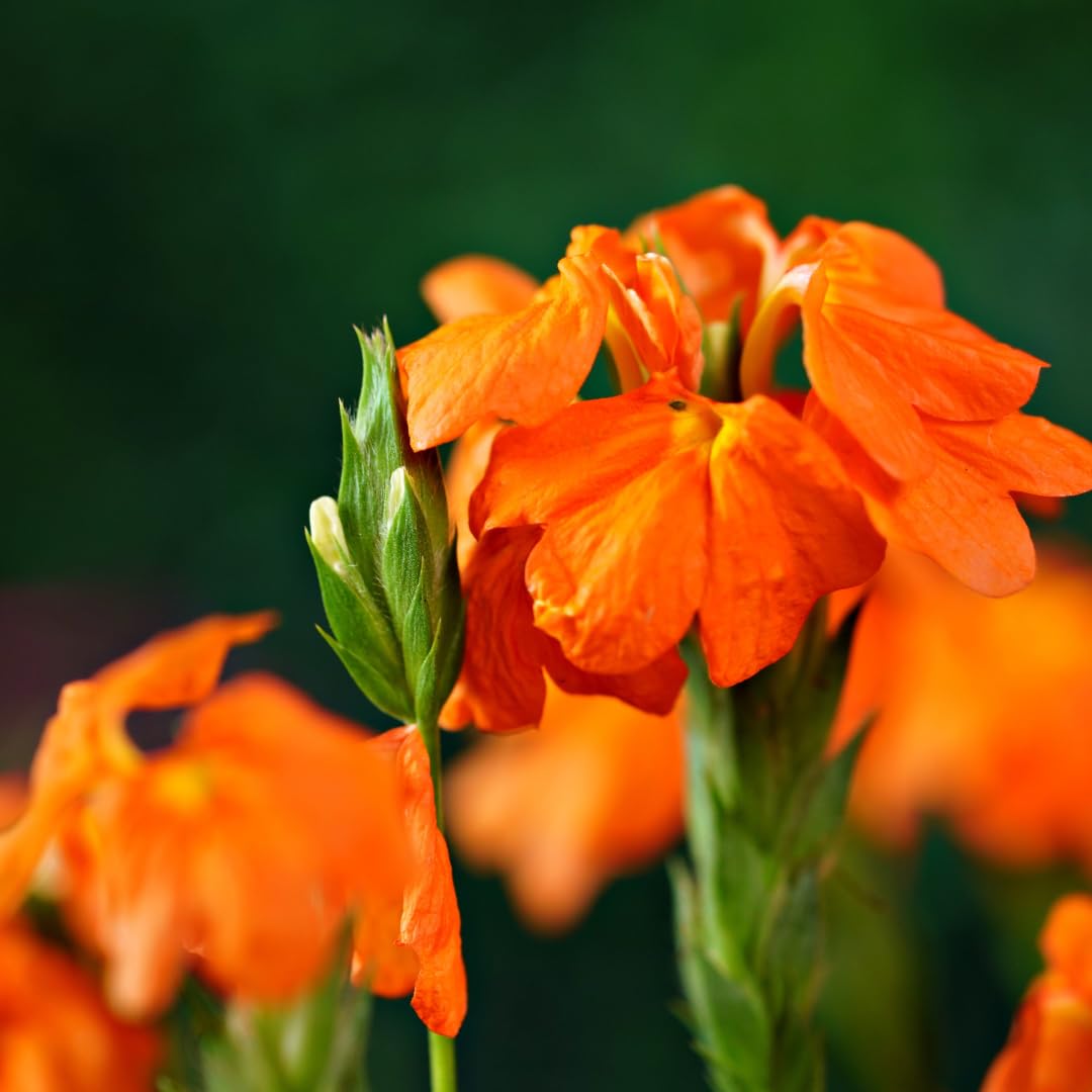 Set of 2 Live Orange Crossandra Plants, Crossandra Flower Shrub, 4-7 Inches Tall for Home Gardening