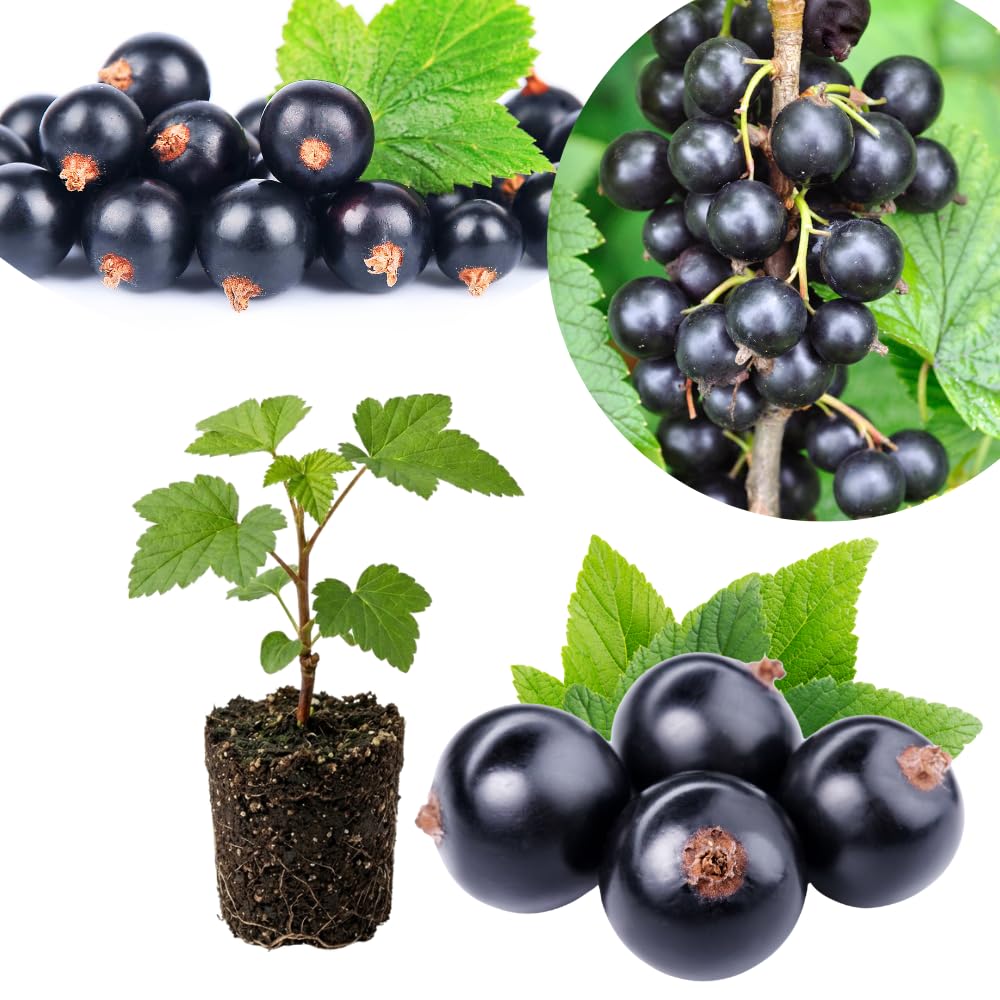Black Currant Plant Live, Currant Bush, Fruit Bearing Berry, 3-6" Tall