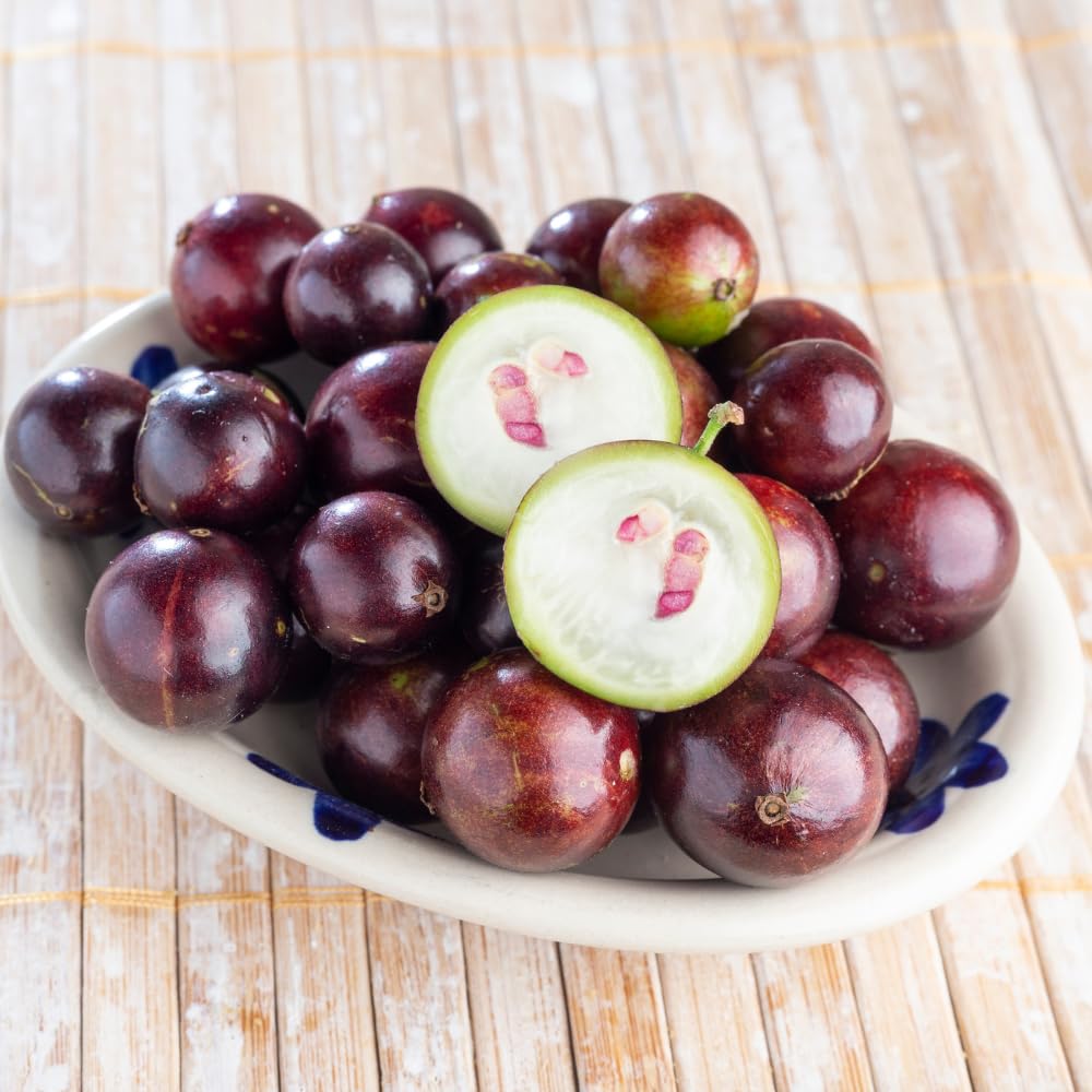 Jaboticaba Plant Live, Black Jaboticaba Tree, Jabuticaba Plant Well Rooted 1 Feet Tall