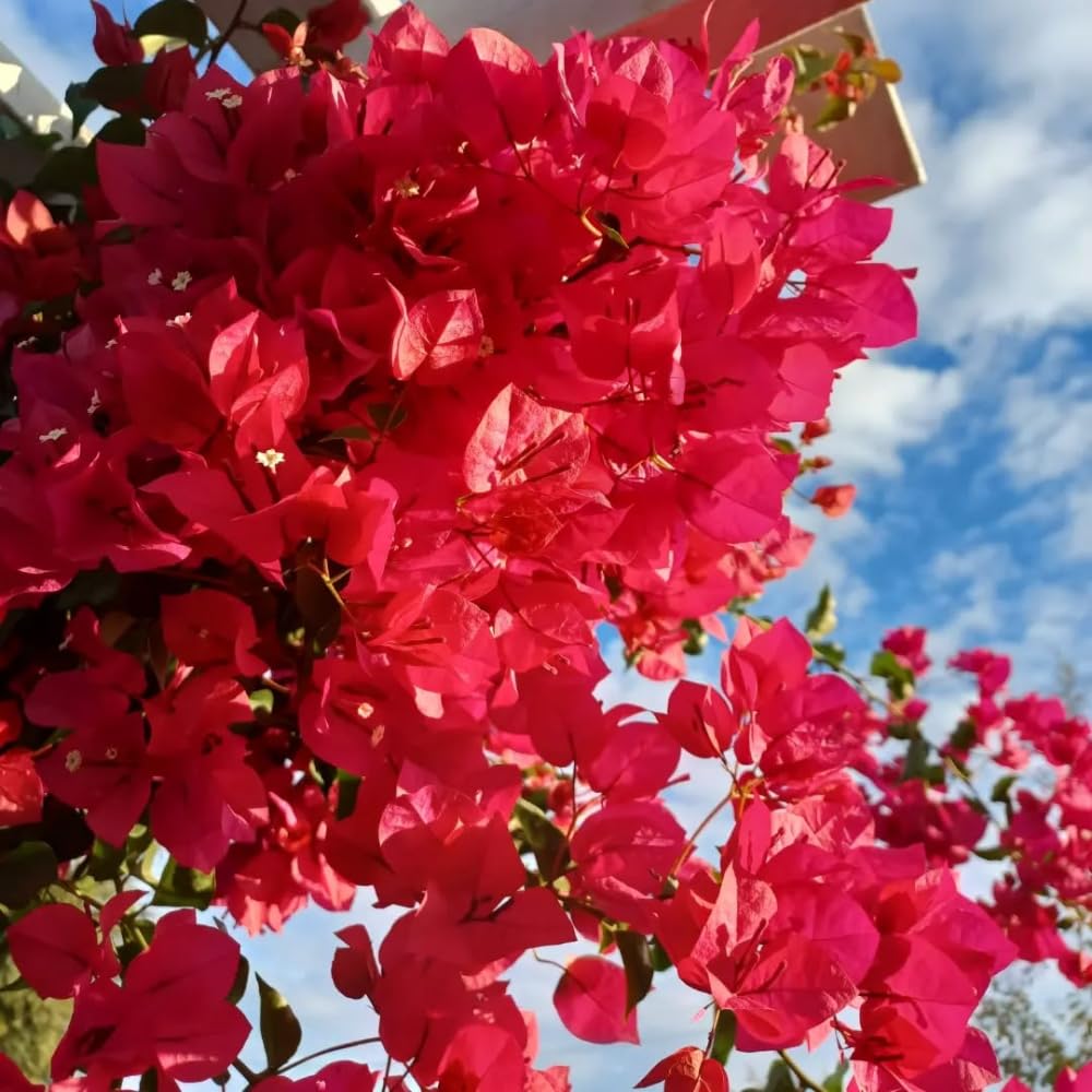 Set of 2 Bougainvillea Plants, Tropical Flowering Bougainvillea, Colorful Perennial Blooms, 5-8 Inches Tall for Indoor or Outdoor Planting (Magenta Red Bougainvillea)