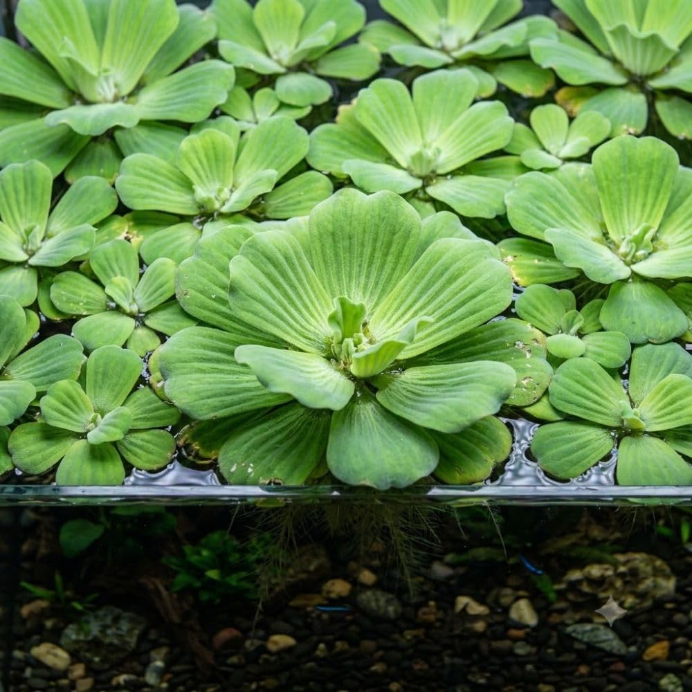 2 Water Lettuce Live Floating Freshwater Plant