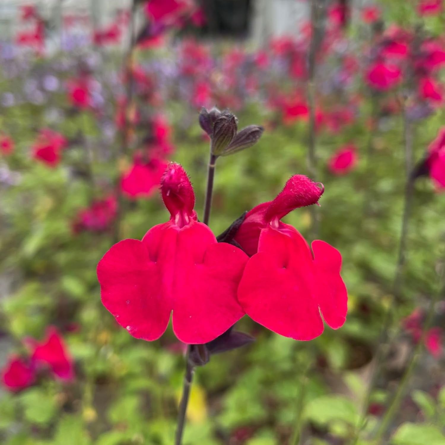 Set 3 Salvia Plants Live, Well Rooted 4-6 Inches, Vibrant, Fragrant Flowering Shrubs for Garden or Containers (Red)