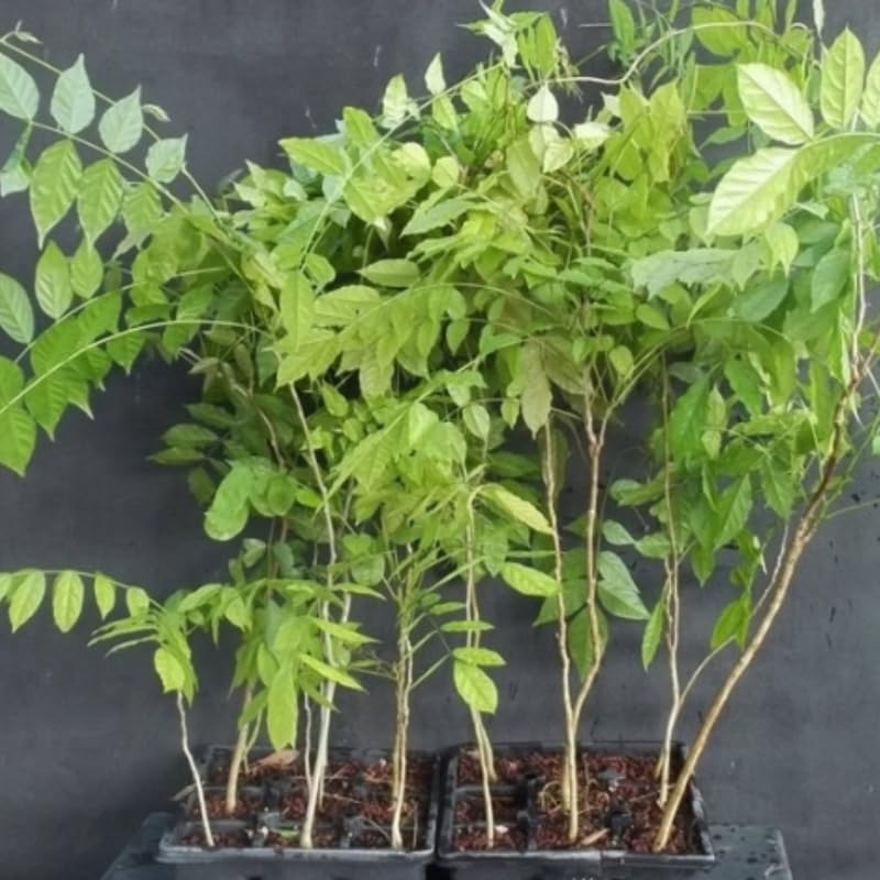 Wisteria Live Plant Seedling Tree in Pot, Dormant, Well-Rooted, 6-12" in Tall, Cold Hardy, Purple Blue Wistera