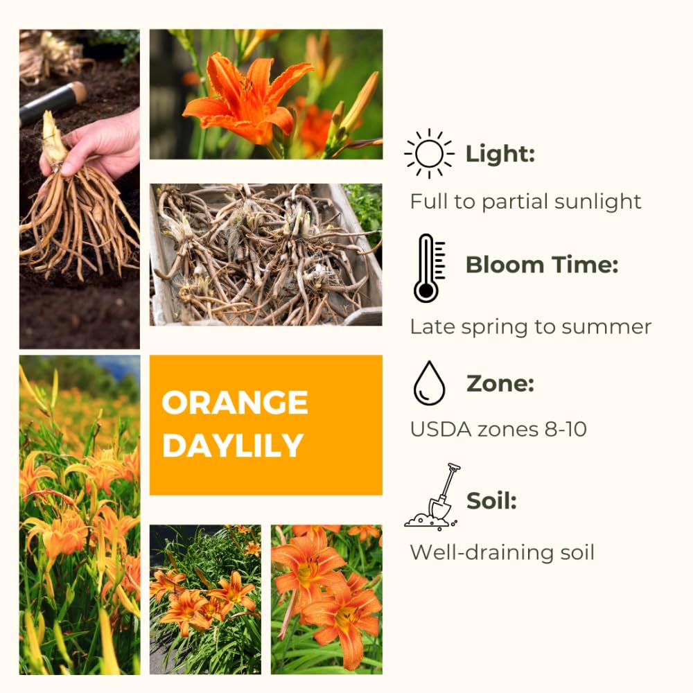 3 Wild Daylily Bulbs for Planting, Reblooming Daylilies Bulbs, Perennial Flowers Bulbs