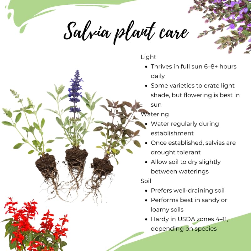 Set of 3 Salvia Plants Live, Bright Red Perennial Flower for Garden Planting, 4-7" Tall