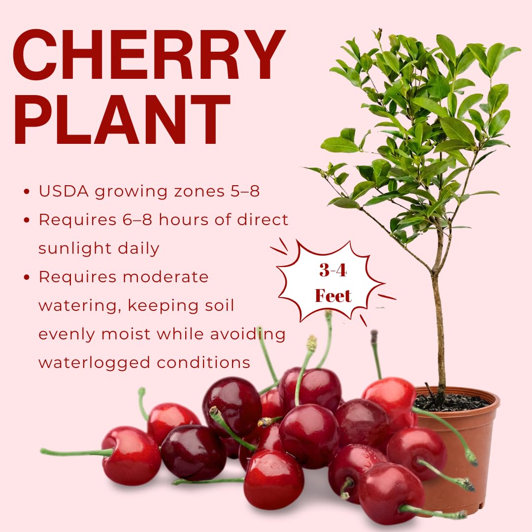 Cherry Tree Live Plant, Sweet Cherry Fruit Tree, Cold Hardy Outdoor Garden Tree, 3–4 Feet Tall in 3 Gallon Pot, Ready to Grow, No Ship to CA (Red Cherry)