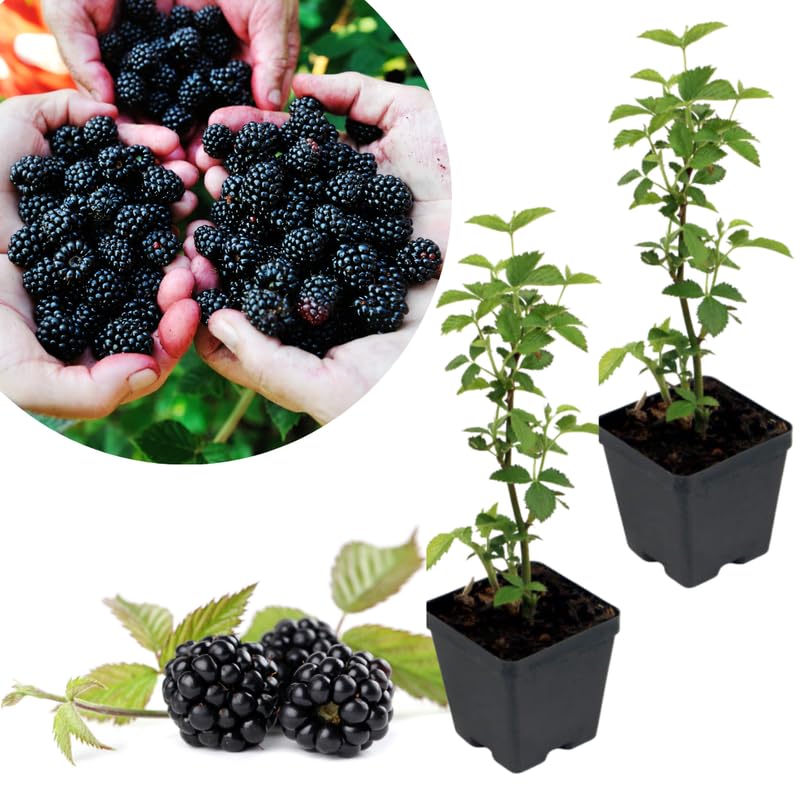 2 Osage BlackBerry Plants Live for Planting, High Yielding, Sweet Juicy Berries for Your Garden, 4-6" in Tall, Cold Hardy, Dormant in Winter, No Pot