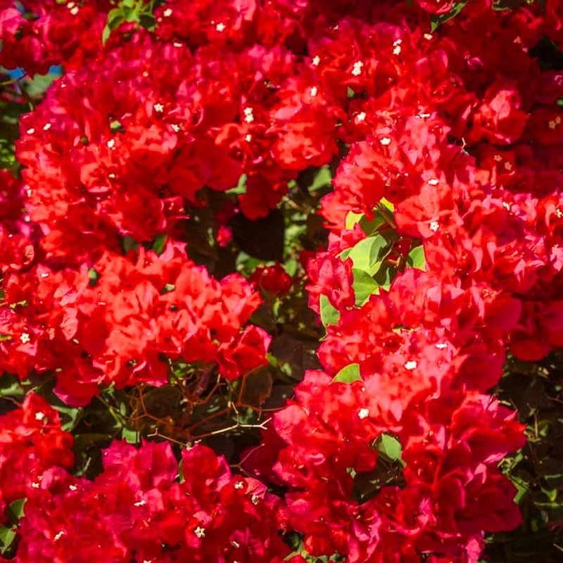 3 Double Red Bougainvillea Plants Live, 4-8” Tall Flowering Bougainvillea Vines, Tropical Climbing Plants for Garden or Containers, No Pot