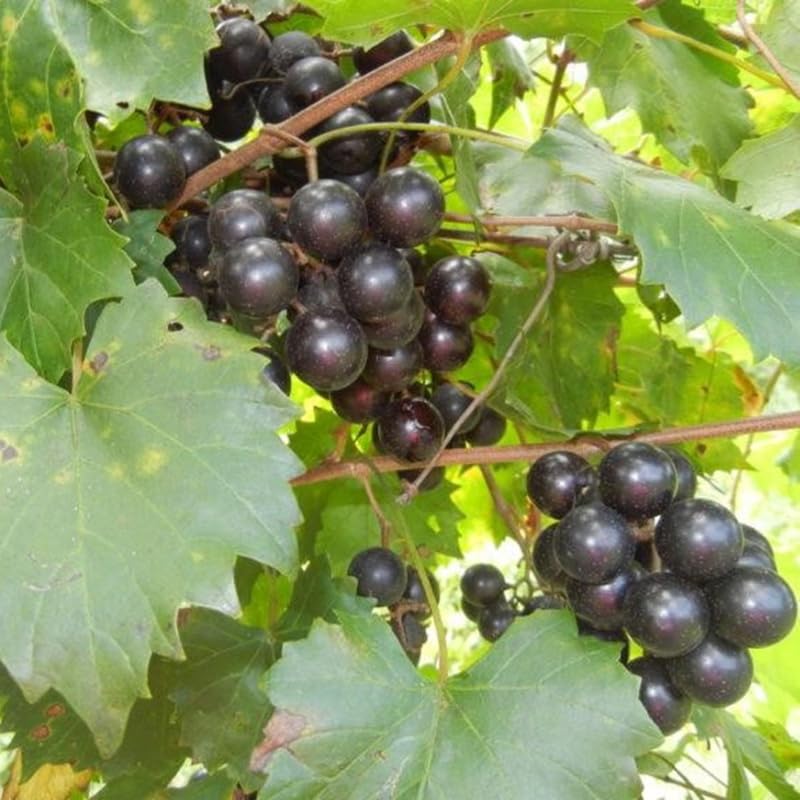 Set of 3 Random Muscadine Grape Plants Live, 4-6" Tall Seedless Grape Vines for Outdoor Planting, Hardy Fruit Plants for Garden and Vineyard