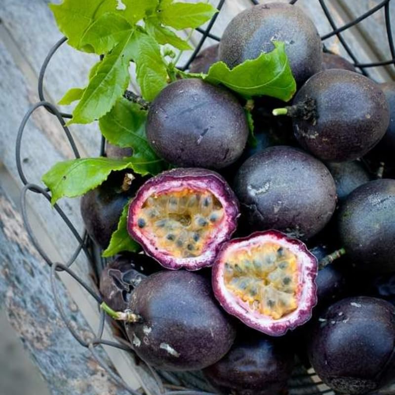 Dark Purple Passionfruit Tree Live Plant, Passion Fruit Vine Plant, 4-8 Inches Tall, Outdoor Planting, Very Fast-Growing Vines