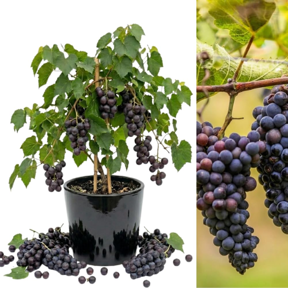 Muscadine Grape Vine Live Plants, 20–24 Inches Tall in 1 Gallon Pot, Purple Grape Plant for Outdor Planting, Hardy Fruit Vine, Cold Hardy, 1 Year Old, No Ship to CA