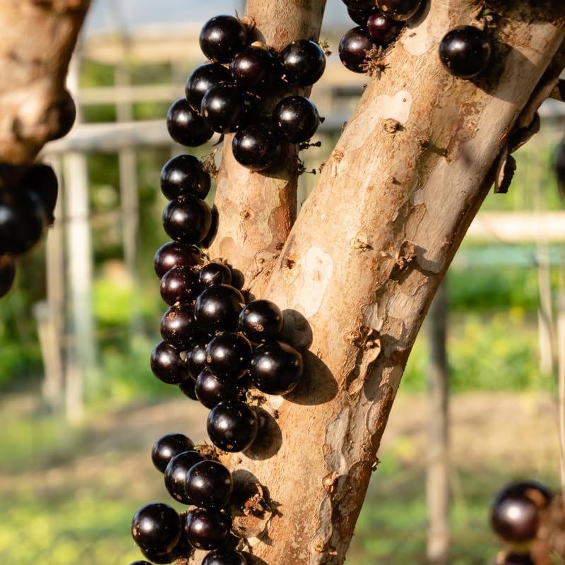 Jaboticaba Tree in 3 Gallon Pot, 1-2 Ft Tall Black Jaboticaba Fruit Live Plant, Perennial, No Ship to CA