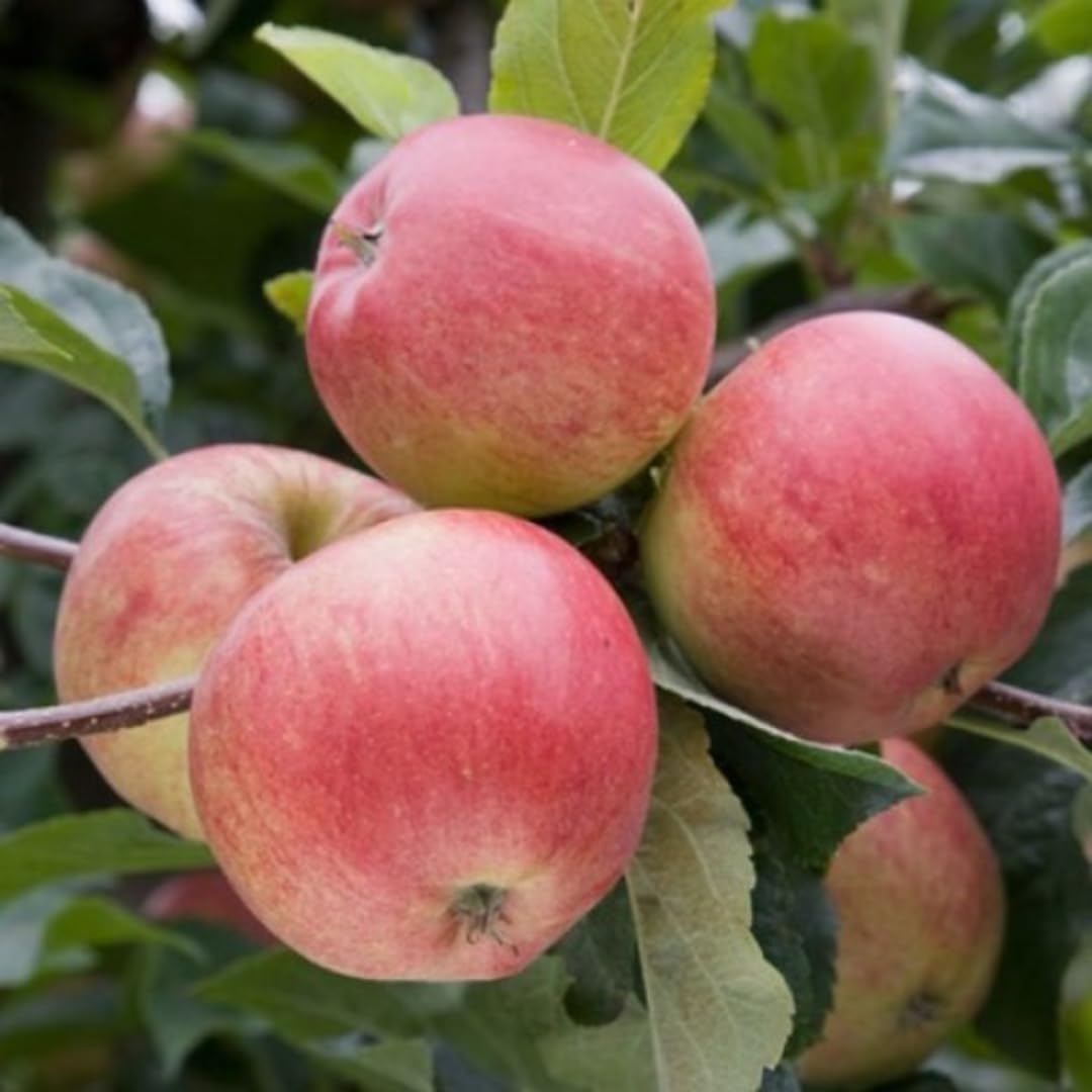 Starter Apple Tree Live Plant Seedling, 6-10" Bare Root Dormant, Spring Break Fruit Sweet Apple Trees Live Plants for Outdoor Planting, Cold Hardy Fruit