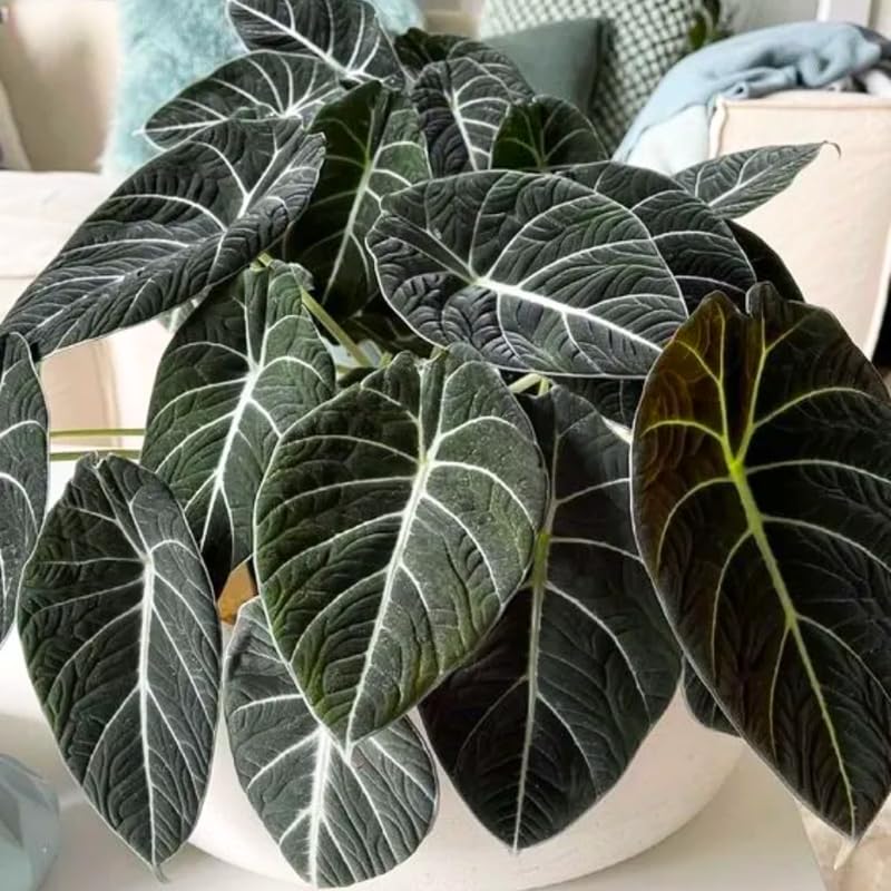 Alocasia Plant Live, Easy-Care Indoor Plant, Rare Alocasia Houseplant 4-8'' Tall for Planting, No Pot (Black Velvet Alocasia)