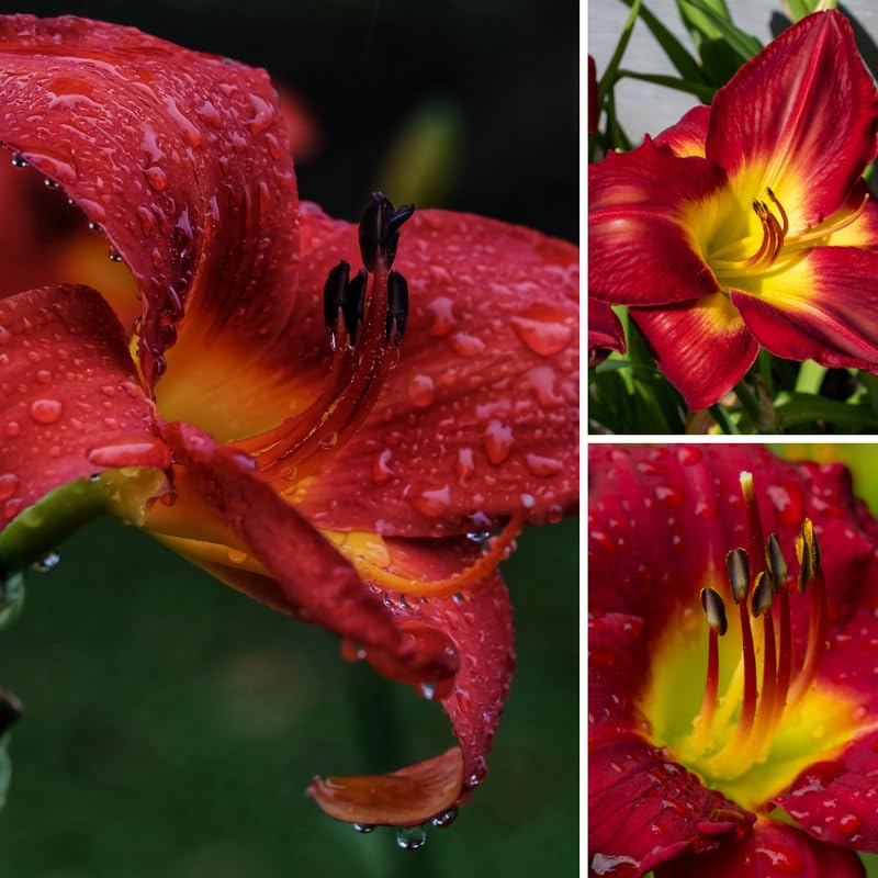 3 Red Daylily Bulbs, Daylilies Perennial Bulbs, Daylilies Flower for Growing