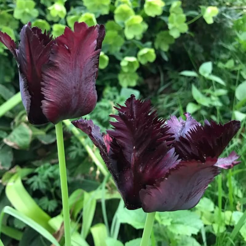 Tulip Bulbs for Fall Planting, Tulip Spring Flower Bulbs Perennial Outdoor, Colorful Blooms Groundcover Bulb