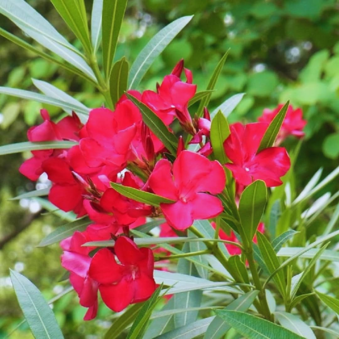 3 Oleander Plants Live, 4 to 7 Inc, Pink Oleander Flower Bush Plant Garden Inside Outside, Fragrant Flower Plants