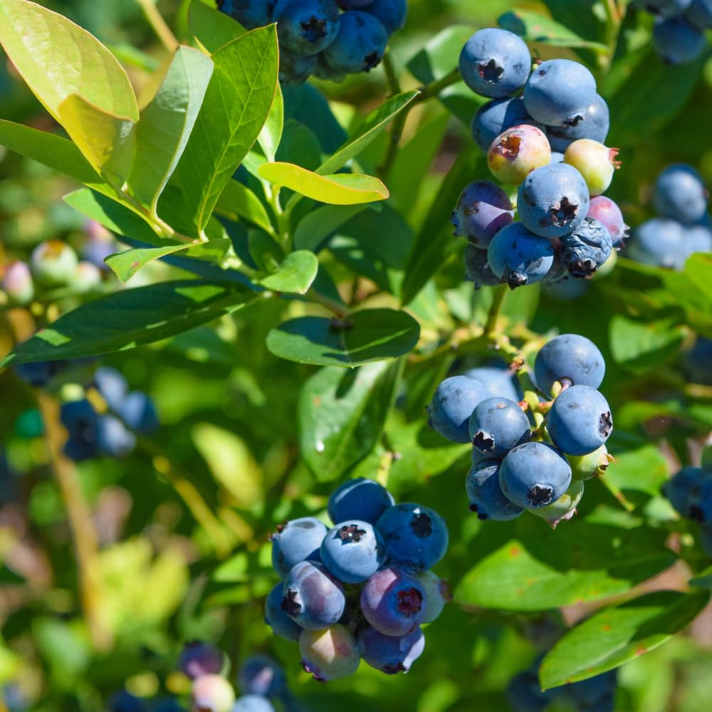 Sweet Blueberry Bush Plant, Live Berry Bush, 1-2 Ft Tall Mid Season Blueberry Plant in 2 Gallon Pot for Outdoor Gardens, No Ship to CA