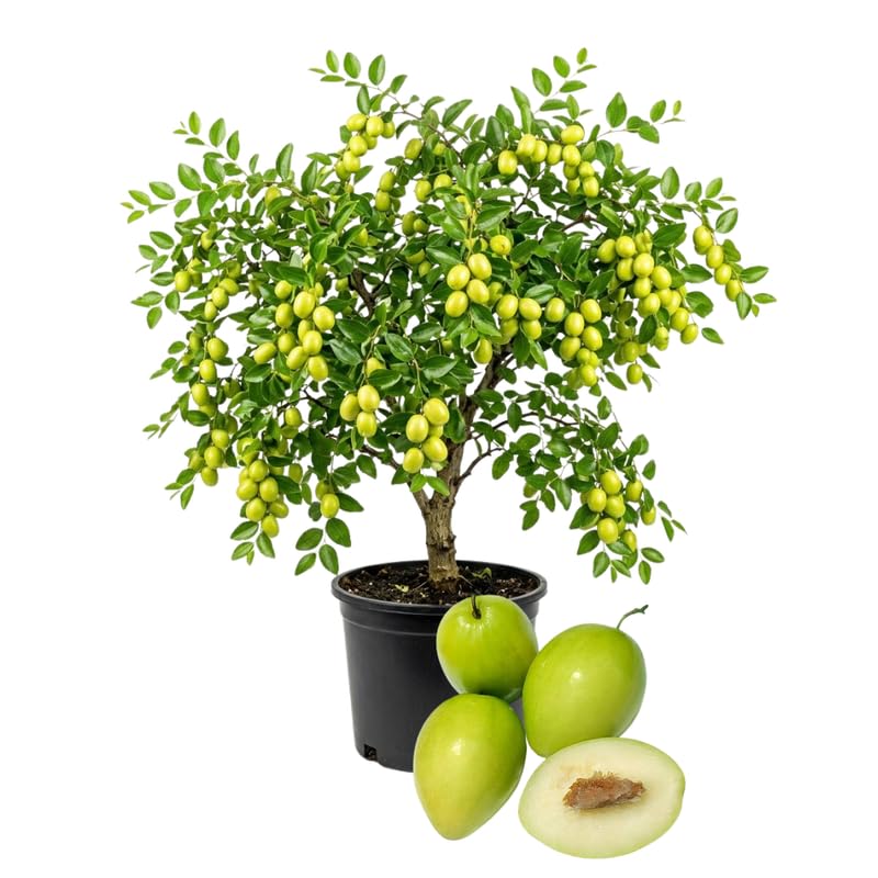 Live Jujube Tree 2.5-3 Feet Tall, Jujube Fruit Tree Plant for Outdoor Garden, Fast Growing, No Ship to CA