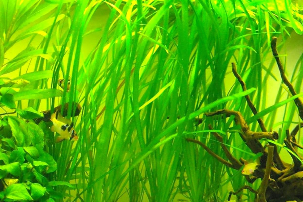 9 Stems of Jungle Vals Plants, Jungle Val Aquarium Plants Live, Live Aquarium Plants for Garden, 9 Small Plants