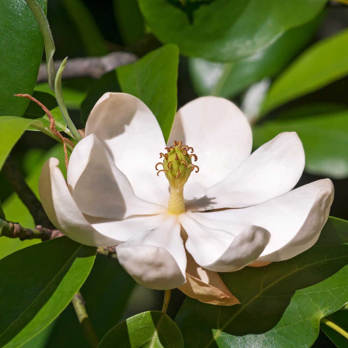 Sweetbay Magnolia Tree, 2-3Ft Magnolia Trees Live Plants, Gallon Pot, Fragrant White Flowers, Dormant in Winter
