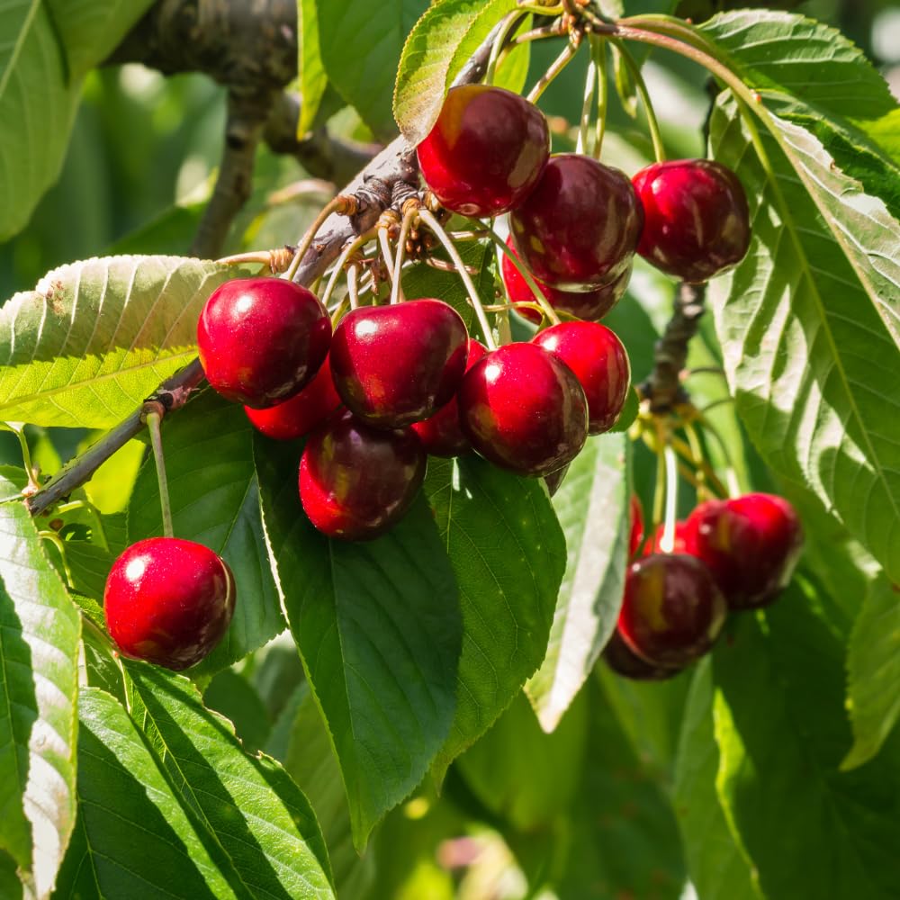 Cherry Live Tree Plant, 3-4 Feet Tall in 3 Gallon Pot, Cherry Trees Live Plants, Sweet Fruit Tree, Cold Hardy for Outdoor Gardening, No Ship to CA (Red)