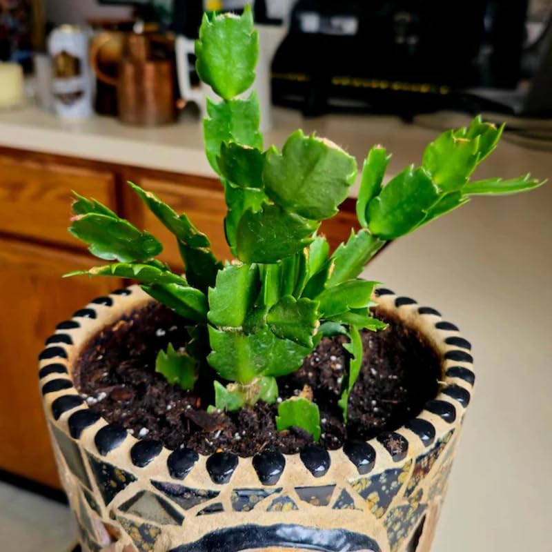 Orange Christmas Cactus Plants Live, 4 to 6 Inch Tall Live Christmas Cactus Bare Roots, Perennial Well Rooted Flower Plants, Holiday Houseplant, No Pot