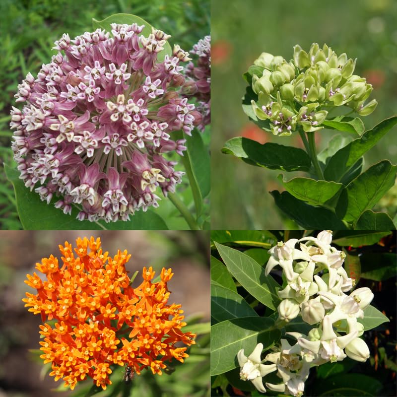 Set 2 Mix Milkweed Plants Live, 5-8" Tall Perennial Butterfly Milkweed Plants, Well Rooted, Asclepias Tuberosa Live Plant