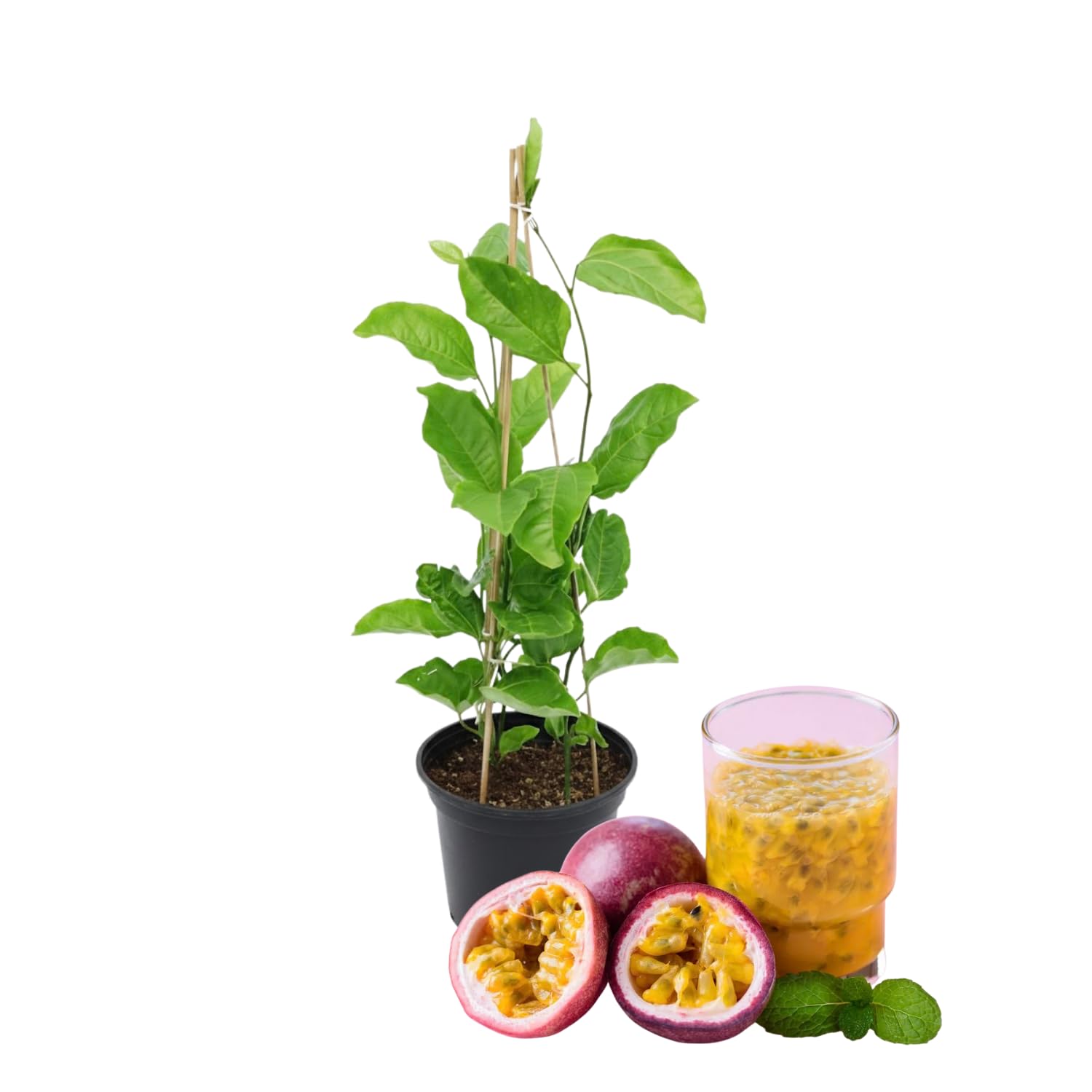 Purple Possum Passion Fruit Plant Live, Passionfruit Vine Plant, Perennial Fruit Vine, 4 to 7 Inc Heights, Outdoor Planting