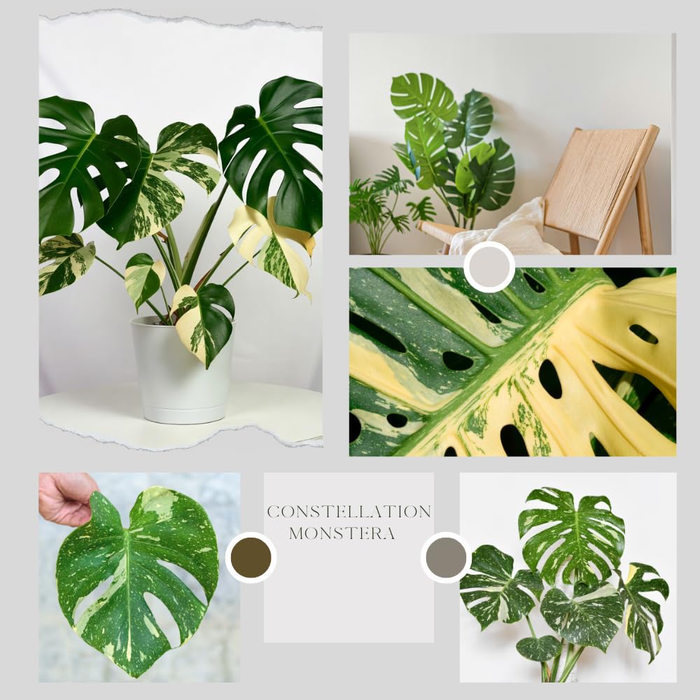 Constellation Monstera Plant Live, Rare Variegated Monstera Live Plant from 4 to 6 Inches Tall, Green and Cream Leaves, Tropical Houseplant, No Pot